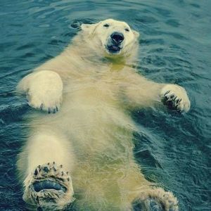 Meet your Posher, Erik